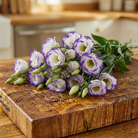 Rosita 2 Blue Picotee, (F1) Lisianthus Seeds